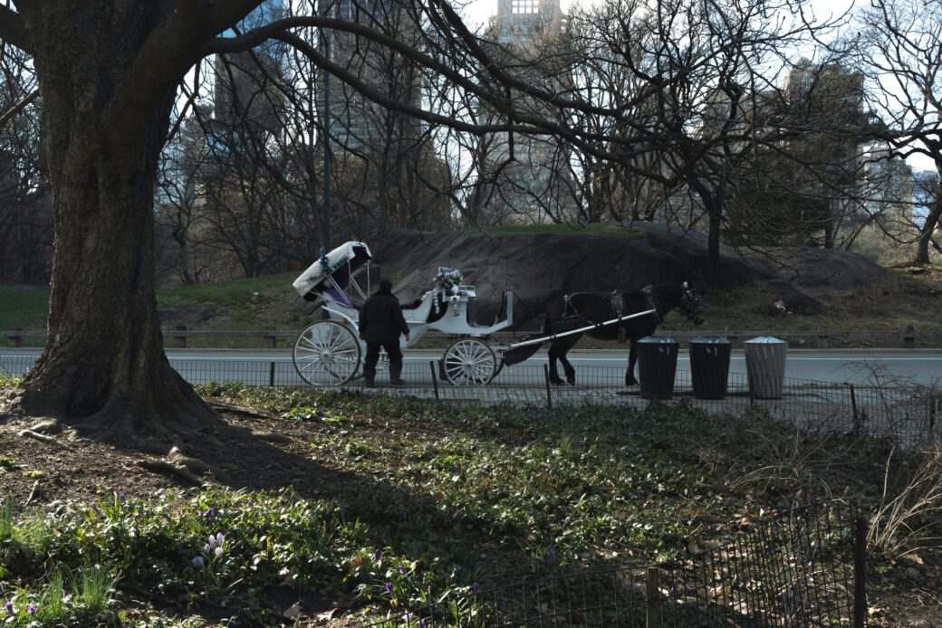 NYC Council to hold hearing on Ryder’s Law after fatal Central Park horse-drawn carriage accident