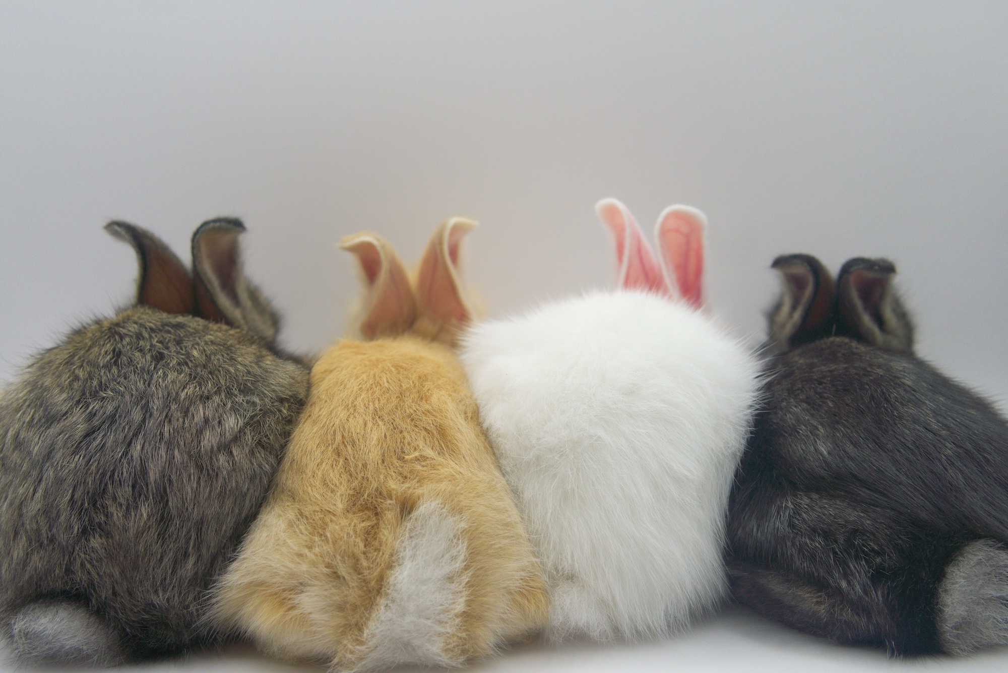 A bunny cafe hops into East Harlem